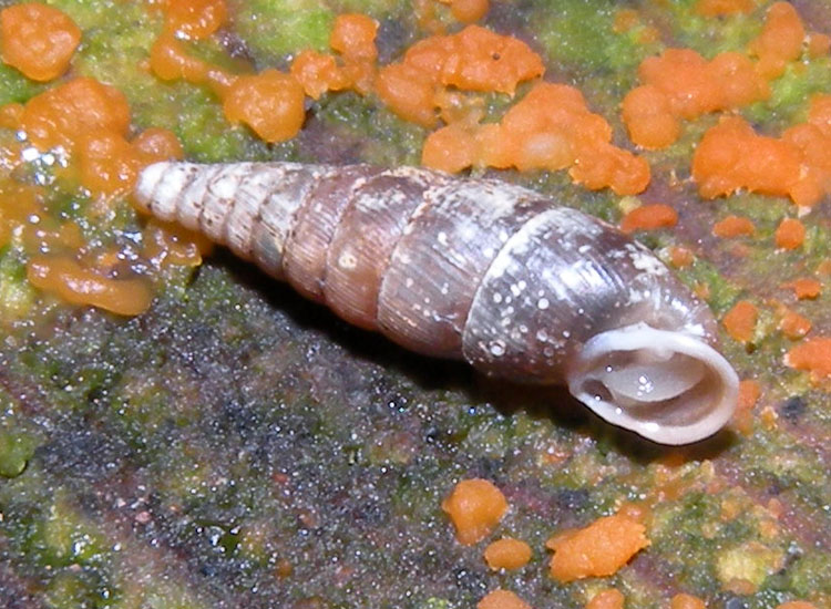 Dal Trentino: Clausiliidae indet